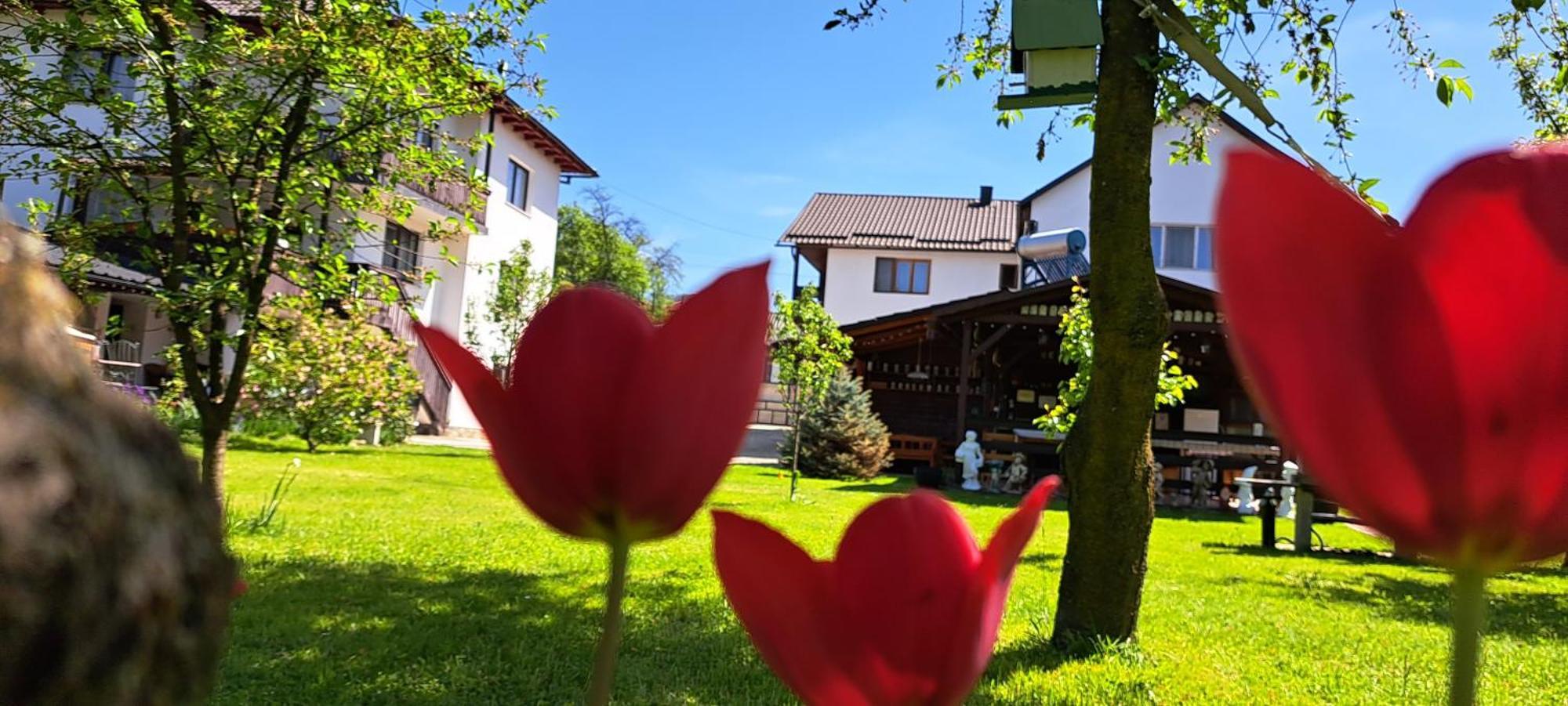 Casa Melinda Leilighet Vişeu de Sus Eksteriør bilde